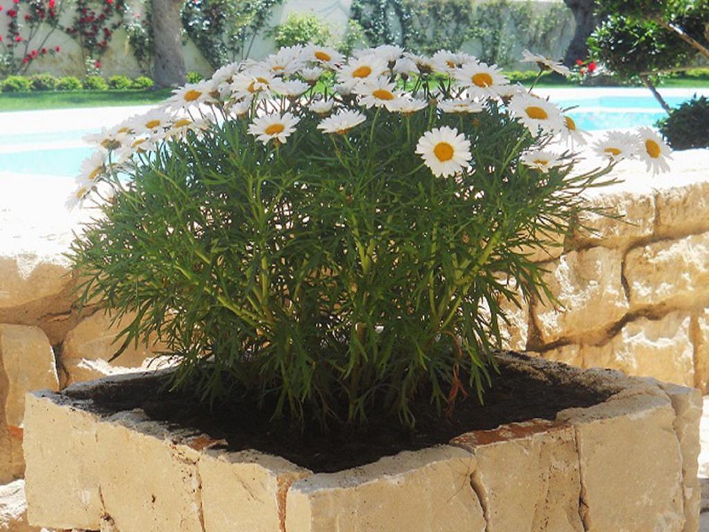 Vila Il Giardino Dei Carrubi Donnalucata  Exteriér fotografie